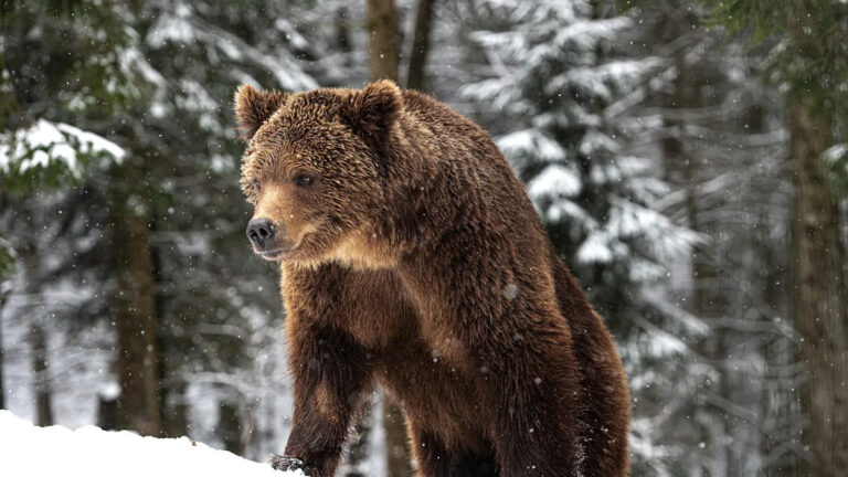 Медведь «знаменитость» снимает свою внутреннюю фигуристку, открывая винт
