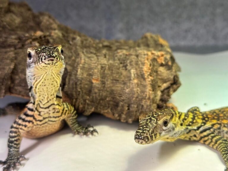 ZooTampa приглашает в мир маленьких драконов Комодо