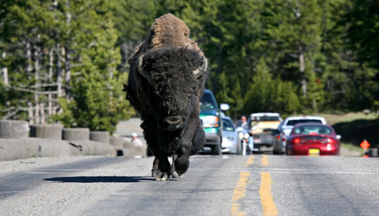 Турист из Йеллоустоуна страдает от последствий после издевательств над диким животным: «Доказательства федерального преступления»