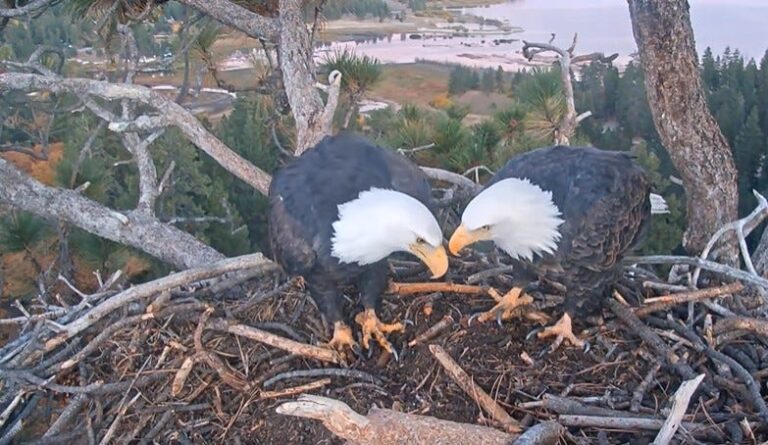 Что нового в сезоне Джеки и Шэдоу?