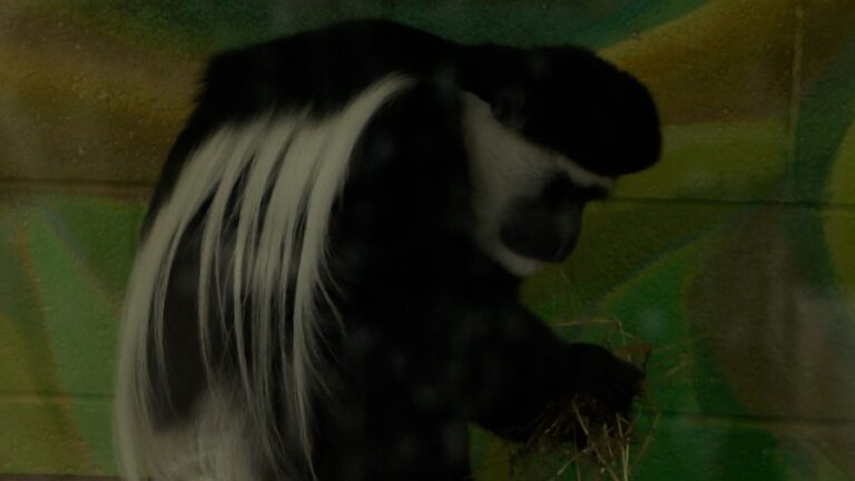 Международный день обезьян (International Monkey Day)