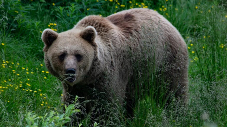 «Агрессивный медведь» на свободе после того, как школьники пострадали в результате нападения животных в Канаде