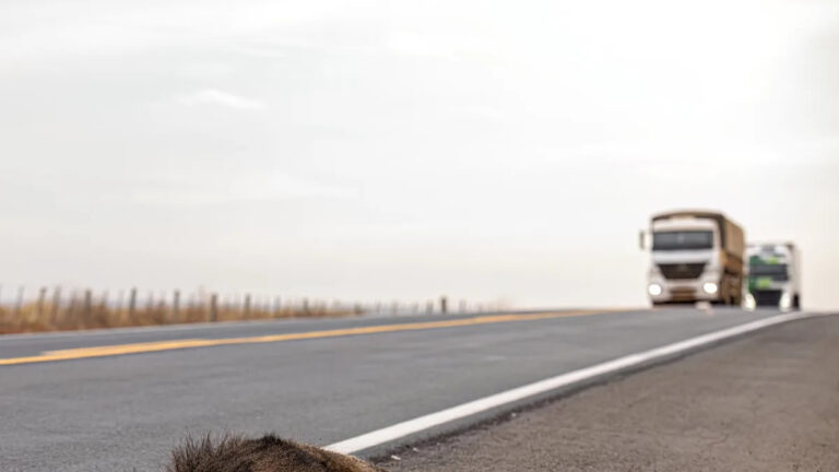 Эксперты по дикой природе ошеломлены после изучения необычного дорожного убийства: «Мы начинаем видеть их все больше и больше».