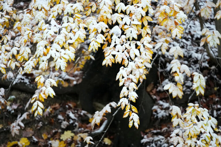 В эти выходные будет снег? Смотрите прогноз по Мичигану