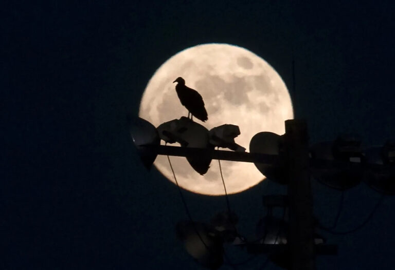 Когда будет следующее полнолуние? — Будет ли оно на Хэллоуин? — Как редко это бывает.